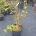 Acer capillipes C30                   100-125