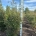 Acer griseum m.kl.                  125-150   extra
