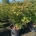 Acer japonicum 'Aconitifolium' C110                 150-175
