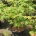 Acer japonicum 'Aconitifolium' C48                   100-125