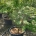 Acer japonicum 'Aconitifolium' C60                   125-150