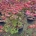 Acer japonicum 'Aconitifolium' C60                   150/+
