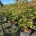 Acer japonicum 'Aconitifolium' C90                   150-175
