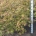 Acer japonicum 'Aconitifolium' m.kl.                  125-150   extra