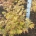 Acer japonicum 'Aconitifolium' m.kl.                    50-60
