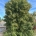 Acer monspessulanum dr.kl.                 600-700