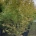 Acer palmatum C110                 200-250
