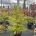 Acer palmatum C23                   100-125