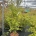 Acer palmatum C40                   150-175