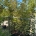 Acer palmatum C60                   200-250