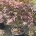 Acer pal. 'Atropurpureum' C40                   125-150