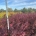 Acer pal. 'Atropurpureum' m.kl.                  100-125