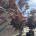 Acer pal. 'Bloodgood' C285                 400-450