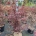 Acer pal. 'Bloodgood' C30                   100-125