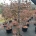 Acer pal. 'Bloodgood' C30                   150-175