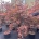 Acer pal. 'Bloodgood' C35                   150-175