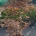 Acer pal. 'Bloodgood' C48                   125-150