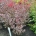 Acer pal. 'Bloodgood' m.kl.                    60-80