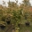 Acer pal. 'Deshojo' C55                   175-200