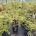 Acer pal. 'Dissectum' C20                     80-100