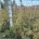 Acer pal. 'Dissectum' m.kl.                    80-90