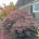Acer pal. 'Garnet' C500  St.   50 cm. Kr. 300 cm.