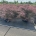 Acer pal. 'Garnet' C90                   125-150  Ø