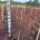 Acer pal. 'Garnet' m.kl.                    80-90