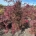 Acer pal. 'Garnet' Pyr.     m.kl.       100-125