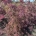 Acer pal. 'Garnet' Pyr.     m.kl.        80-100