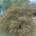 Acer pal. 'Dissectum Rubrum' C210  H 150 cm. B 225-250