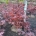 Acer pal. 'Fireglow' m.kl.                    80-100   extra