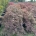 Acer pal. 'Inaba-shidare' C90                   150-175  Ø