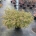 Acer pal. 'Kiyohime' C20                   100/+