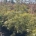 Acer pal. 'Ornatum' Pyr.     m.kl.       100-125