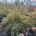 Acer pal. 'Ornatum' Pyr.     m.kl.        80-100
