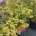 Acer pal. 'Osakazuki' C40                   100-125