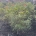 Acer pal. 'Red Pygmy' m.kl.                    50-60