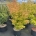 Acer pal. 'Sangokaku' C30                   100-125  extra