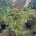 Acer pal. 'Seiryu' C40                   175-200