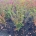 Acer pal. 'Shishigashira' m.kl.                    80-100   extra