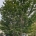Acer pal. 'Shishigashira' m.kl. H 550-600 B 350-400