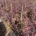 Acer pal. 'Stella Rossa' m.kl.                    80-90