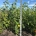 Acer pensylvanicum m.kl.                  125-150