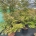 Acer shirasawanum C30                   175-200