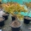 Acer shirasawanum 'Aureum' C12                     50-60