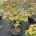 Acer shirasawanum 'Aureum' C23                     80-90