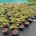 Acer shirasawanum 'Aureum' C7,5                    50-60