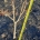 Acer shirasawanum 'Aureum' m.kl.                    30-40