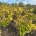 Acer shirasawanum 'Aureum' m.kl.                    40-50
